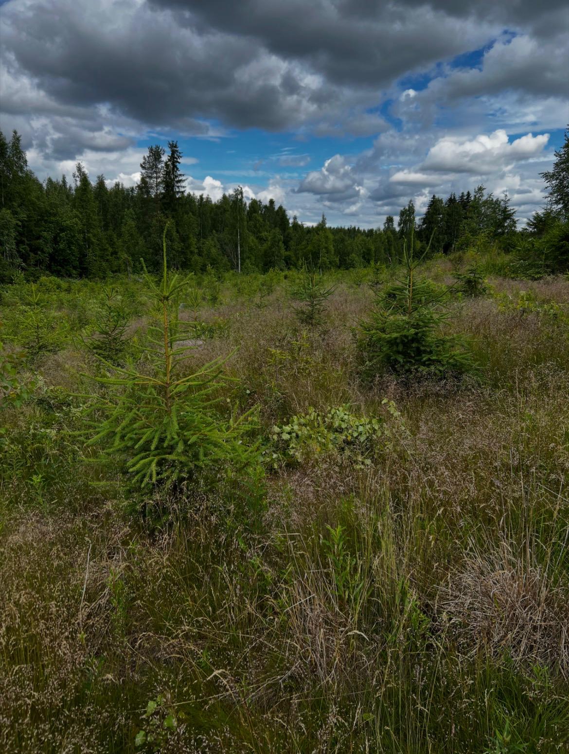 Kuusentaimia heinittyneellä aukealla